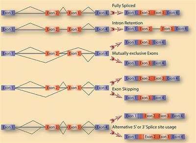 The Cancer Spliceome: Reprograming of Alternative Splicing in Cancer